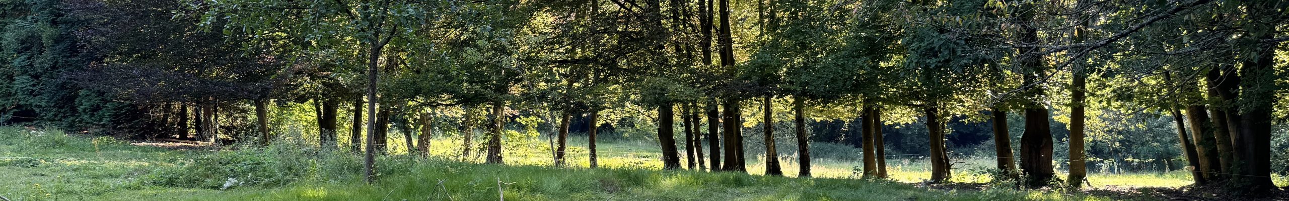 header-masterclass-2-2560x400
